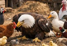 ReclaimingtheWingsbyPelumi-Folarin_20260114_101535_000