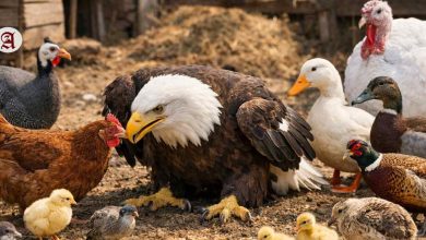 ReclaimingtheWingsbyPelumi-Folarin_20260114_101535_000